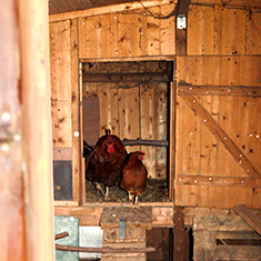 Betreuung von Tieren